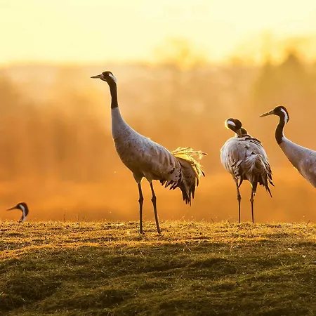 Apartment Seepferdchen Am Mueritzufer
