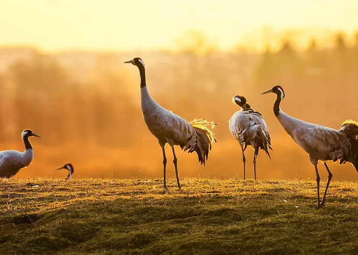 Апартаменты Seepferdchen Am Mueritzufer